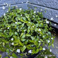 ブライダルベール,ブライダルベール,苔盆栽,和の趣,苔 (コケ)の画像