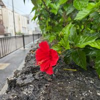 ハイビスカス,オオタニワタリ,石垣島の画像