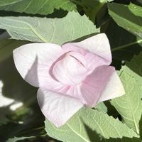 キキョウ,キキョウ,キキョウ,キキョウ　矮性種　ピンク,キキョウ　矮性種　ピンクの画像