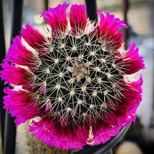 澄心丸,サボテンの花,サボテン大好き,マミラリア属 澄心丸,サボテン 開花の画像