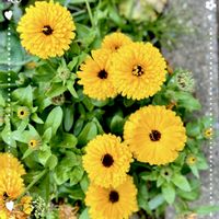 キンセンカ,癒し,素敵な出会い,元気が出る,月曜日にビタミンカラーの画像