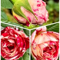 カルミア,カワラナデシコ,薔薇 センチメンタル,復興祈願,公園のバラの画像