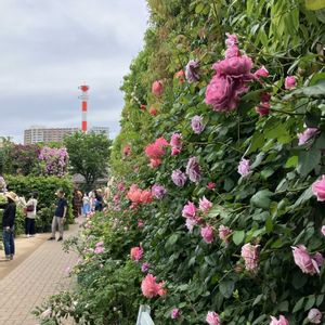 バラ、薔薇、ばら,散歩,イングリッシュガーデン,iPhone撮影,ばら 薔薇 バラの画像