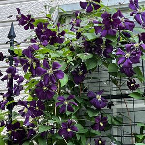 クレマチス 白万重,ソヨゴ,カンパニュラ アルペンブルー,ソヨゴの花,ペチュニアさくらさくらの画像