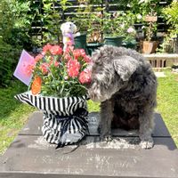 うっとり〜♡,ワンワン祭り,いい香り〜♪,今日のお庭で♪,玄関アプローチの画像