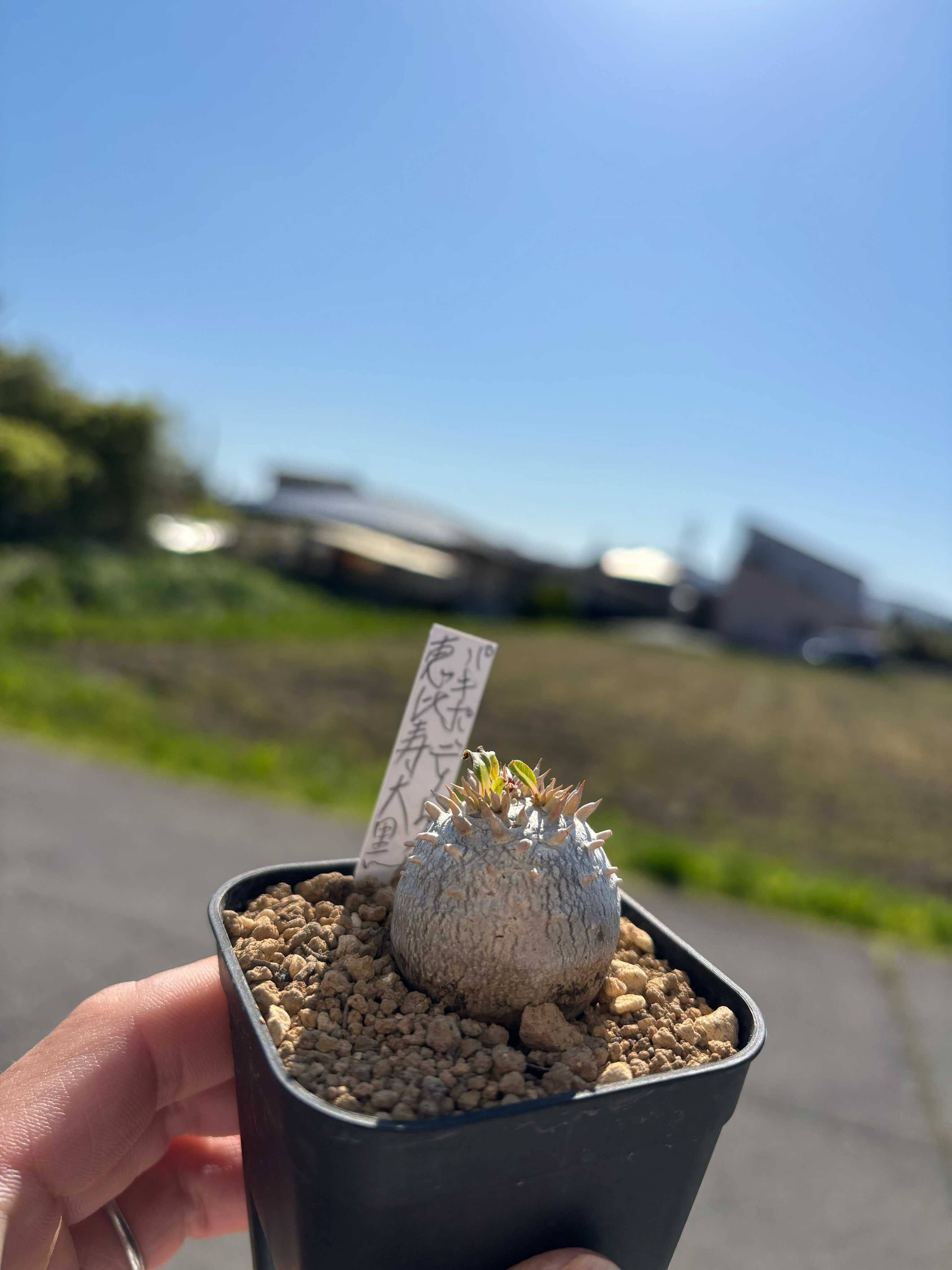 塊根植物・コーデックス｜🍀GreenSnap（グリーンスナップ）