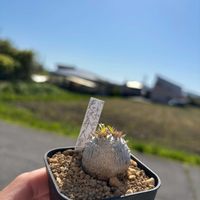 パキポディウム,パキポディウム　恵比寿大黒,パキポディウム　恵比寿大黒,塊根植物,植物の画像