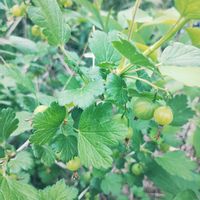 スグリ,癒し,狭い庭,宮城県,我ら宮城県民の画像