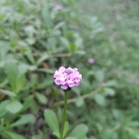 マンゴー,イワダレソウ,イズモ,沖縄北部,ちっちゃいものクラブの画像