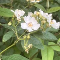 カルミア,カルミア,ダイアンサス,ダイアンサス,ノイバラの画像