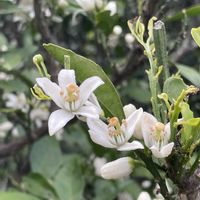 ミカン,お花は癒し,花が好き❤,☆携帯撮影☆の画像