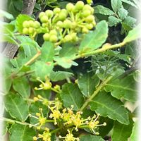 山椒,ウォーキングの楽しみ,独特の香りの画像