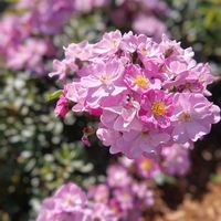 ノイバラ,バラ,ラベンダードリーム,バラ、薔薇、ばら,今日のお花の画像
