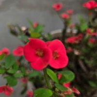 カーネーション,カーネーション,ハナキリン,ハナキリン,ハナキリンの画像