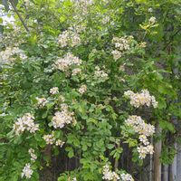 ノイバラ,ノイバラ,ロサムリガニー,ロサムリガニー,今日のお花の画像