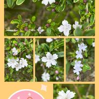 ハクチョウゲ,小さな花,真っ白な花,木に咲く花,マンションの庭の画像