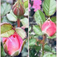 オルラヤ,ブルーベリー,ミニ薔薇♡,ガウラ(白蝶草),いつもありがとうございますの画像