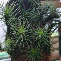 チランジア,観葉植物,ガーデニング,ボタニカルライフ,お庭の植物の画像
