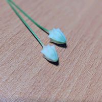 ホヤ ムルチフローラ 天の川 彦星,多肉植物,観葉植物,植え替え,ホヤの画像