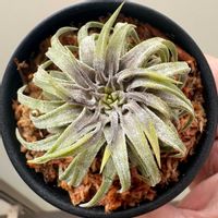 チランジア,イオナンタ ロン,チランジア属,2.5号鉢,植物のある暮らしの画像