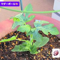 スイカ,小玉すいか,マダーボール,自家製野菜,空中栽培の画像