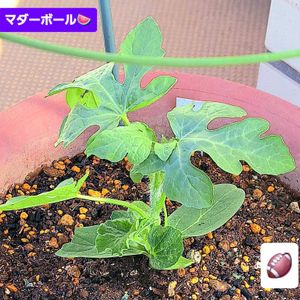 スイカ,小玉すいか,マダーボール,自家製野菜,空中栽培の画像