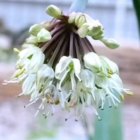 ギョウジャニンニク,ブルースター,行者ニンニク,ほんわか♥️ほんのり,花咲く乙女たち♡の画像