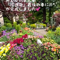 ブラキカム,赤いスイートピー♡,フラリエ,キュンキュン乙女倶楽部,HTCの画像