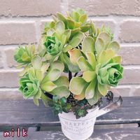 夕映え,レモネード,寄せ植え,多肉植物,多肉植物寄せ植えの画像