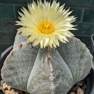 サボテン,ランポー玉,ランポー玉の花,サボテンの花の画像