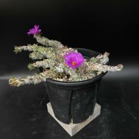 多肉植物,珍奇植物,ビザールプランツ,ポーチュラカ属の画像