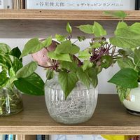 サツマイモ,観葉植物,水耕栽培,根っこフェチ,キキ　サツマイモの画像