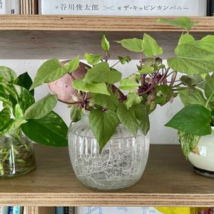 サツマイモ,観葉植物,水耕栽培,根っこフェチ,キキ　サツマイモの画像