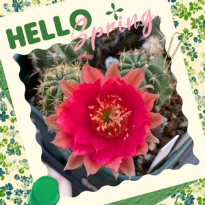 サボテン実生,サボテンの花,サボテンのある暮らし,繋がりに感謝✨,ウラシマ草の画像