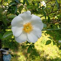 ナニワイバラ,うれしい！,かわぃぃ。,いやし♪,東北人花の会の画像