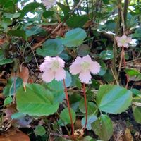 イワウチワ,山野草,山歩き,花のある暮らし,可愛いお花の画像