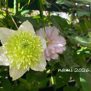 クレマチス,クレマチス 白万重,クレマチス春姫,クレマチス 春姫,つる性植物の画像