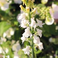 アグロステンマ,ギリア・レプタンサ,オルレア,アリストロメリア,宿根リナリアの画像
