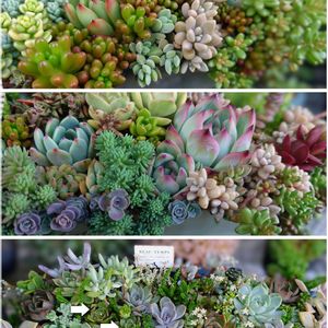 多肉植物,育てやすい多肉植物,多肉植物寄せ植え,普及種,多肉棚の画像
