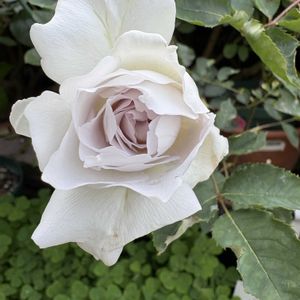 バラ,バラ  ガブリエル,バラ  ガブリエル,薔薇 ノスタルジー,バラ ノスタルジーの画像