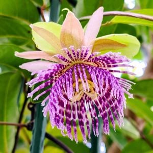 ミッキーマウスの木,植物園,果実,温室,季節の花の画像