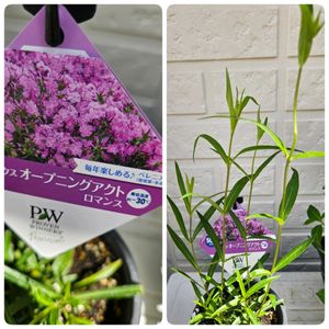 フロックス　オープニングアクト　ロマンス,イポメア モリーナ,鉢植え,明るい日陰,プランターの画像