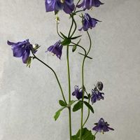 オダマキ,いいねをありがとうございます¨̮♡︎,GSのみなさんに感謝♡︎ʾʾ,キッチンの画像
