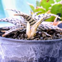 アロエ,多肉植物,多肉大好き,多肉植物とサボテン,アロエ属の画像