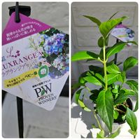 ラグランジア　シャンデリーニ,ラグランジア オーロランジュ,鉢植え,明るい日陰,プランターの画像
