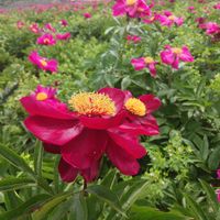 ストロベリーキャンドル,ポピー,ポピー,芍薬(シャクヤク）,あっ火曜日の画像