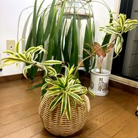 ドラセナ,観葉植物の画像