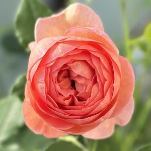 バラ,david austin,BOSCOBEL,ガーデニング,イングリッシュ・ローズの画像