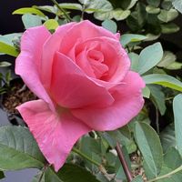バラ,ブルーベリー,鉢植え,果樹栽培,芳純の画像