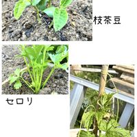 イタリアンパセリ,ゴーヤ,セロリ,ミツバ,ミョウガの画像